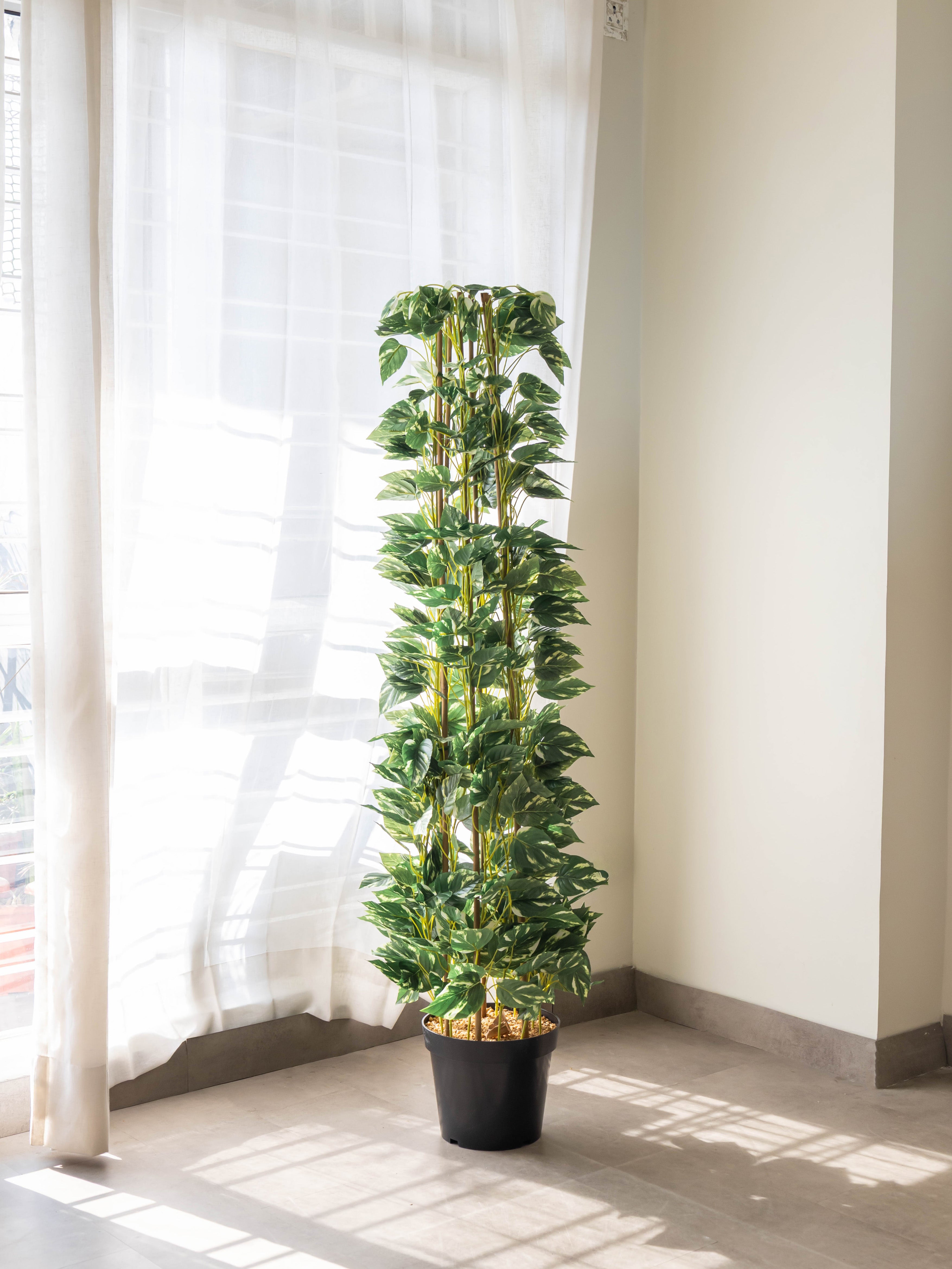 Lush Cascade Money Plant 5ft