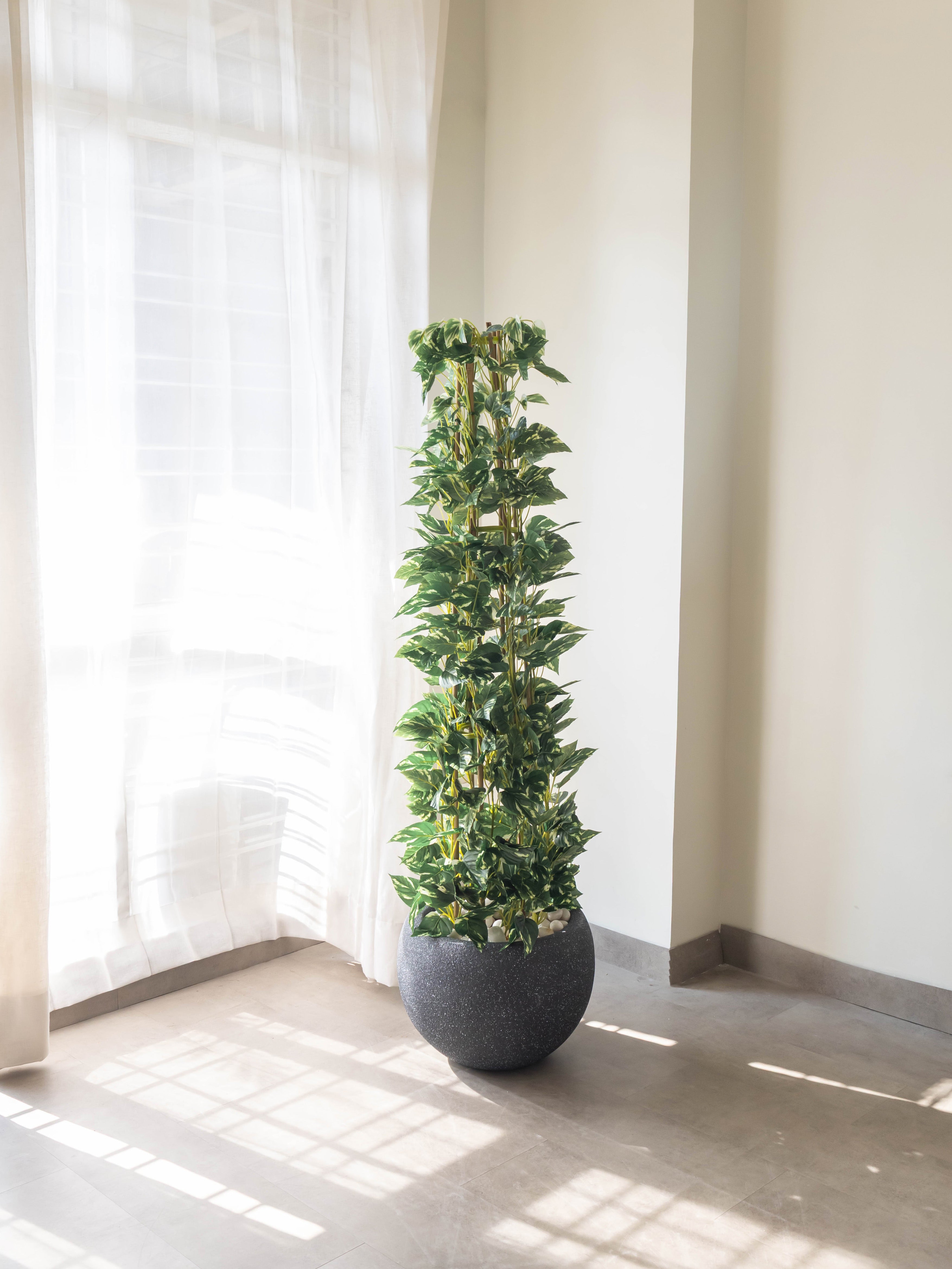 Lush Cascade Money Plant 5ft