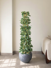 Lush Cascade Money Plant 5ft