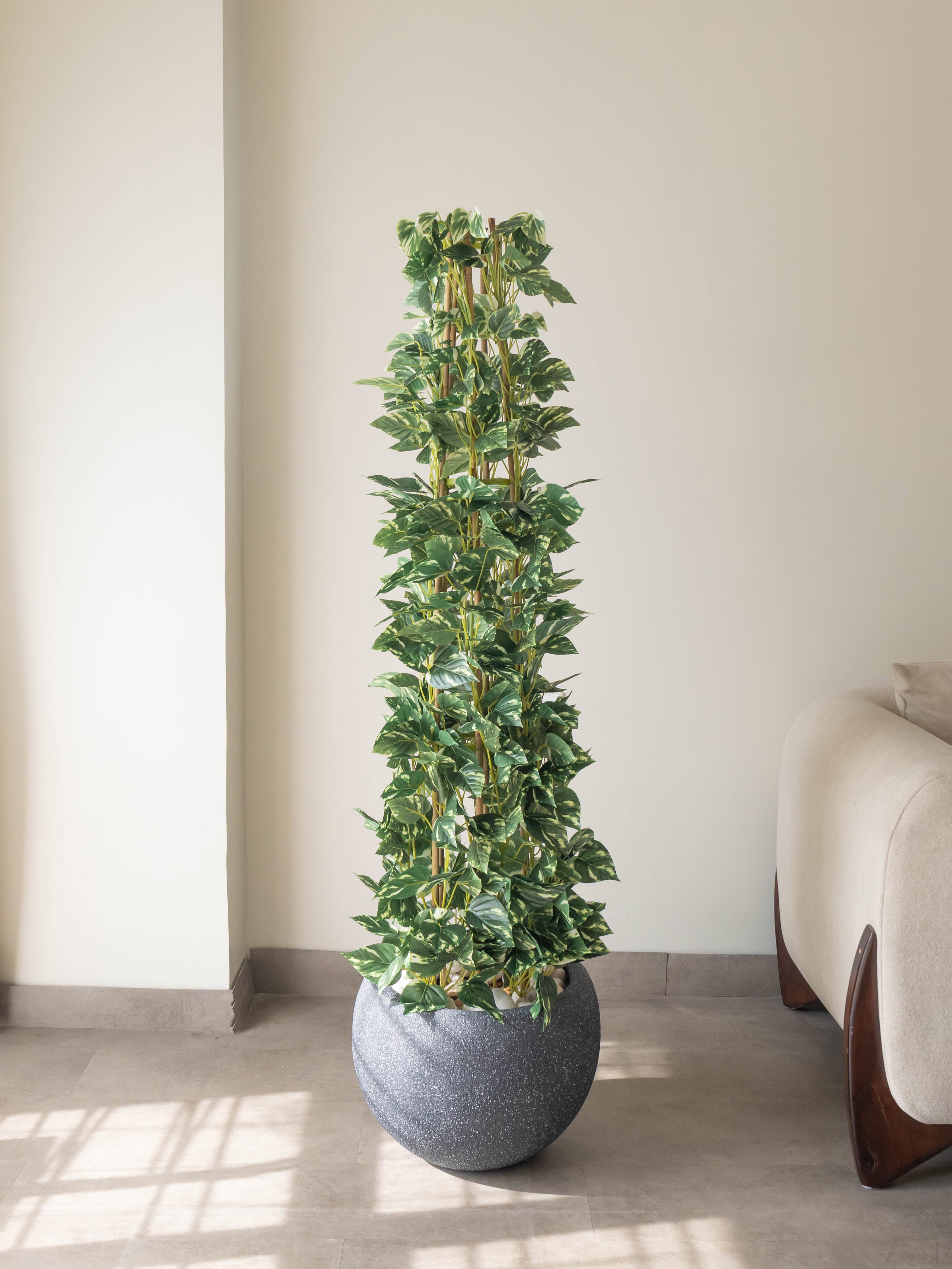 Lush Cascade Money Plant 5ft