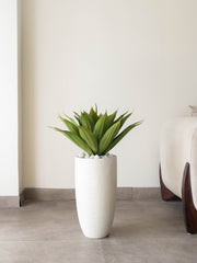 Tropical Agave Plant 2ft