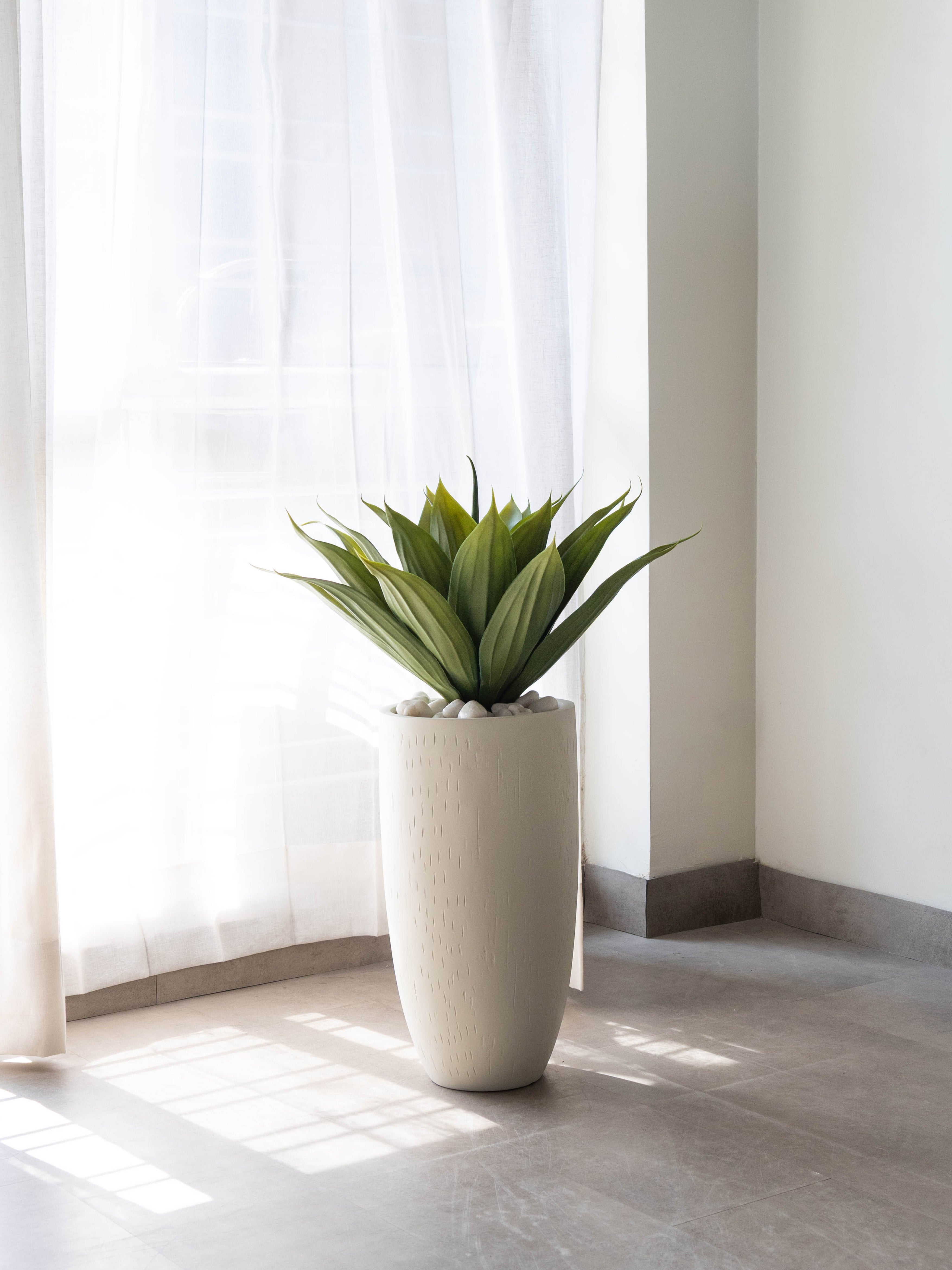 Tropical Agave Plant 2ft