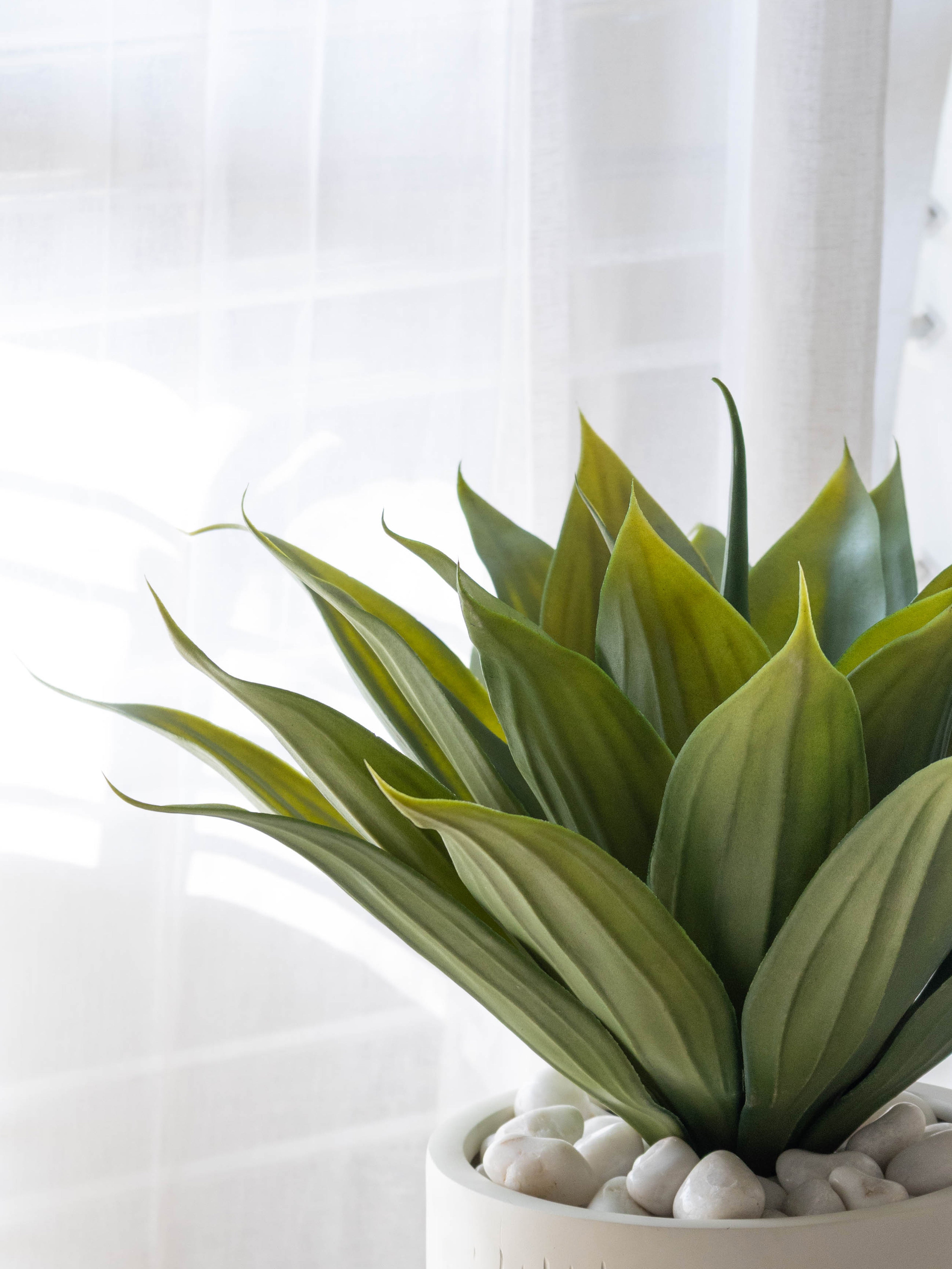 Tropical Agave Plant 2ft