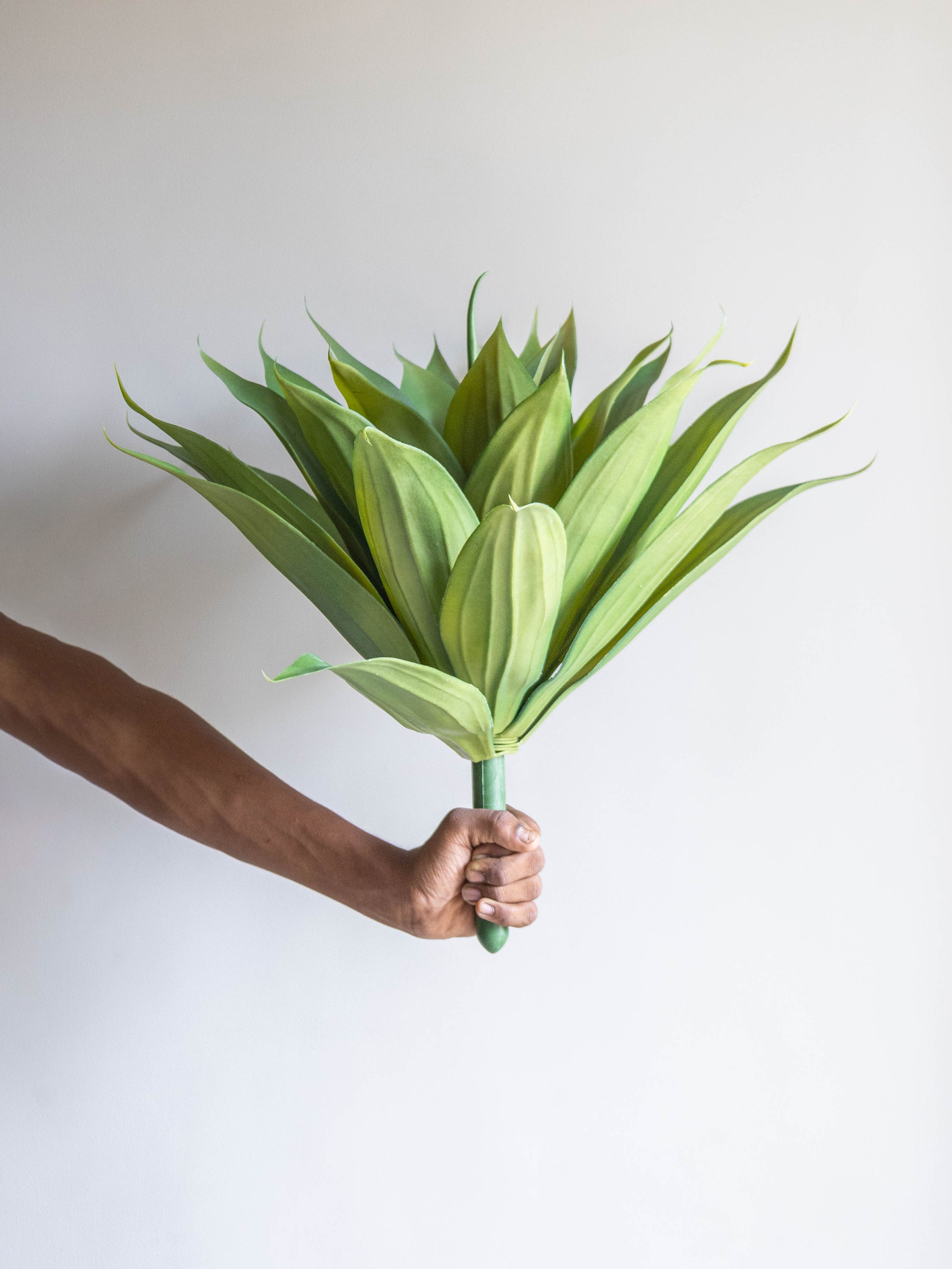 Tropical Agave Plant 2ft