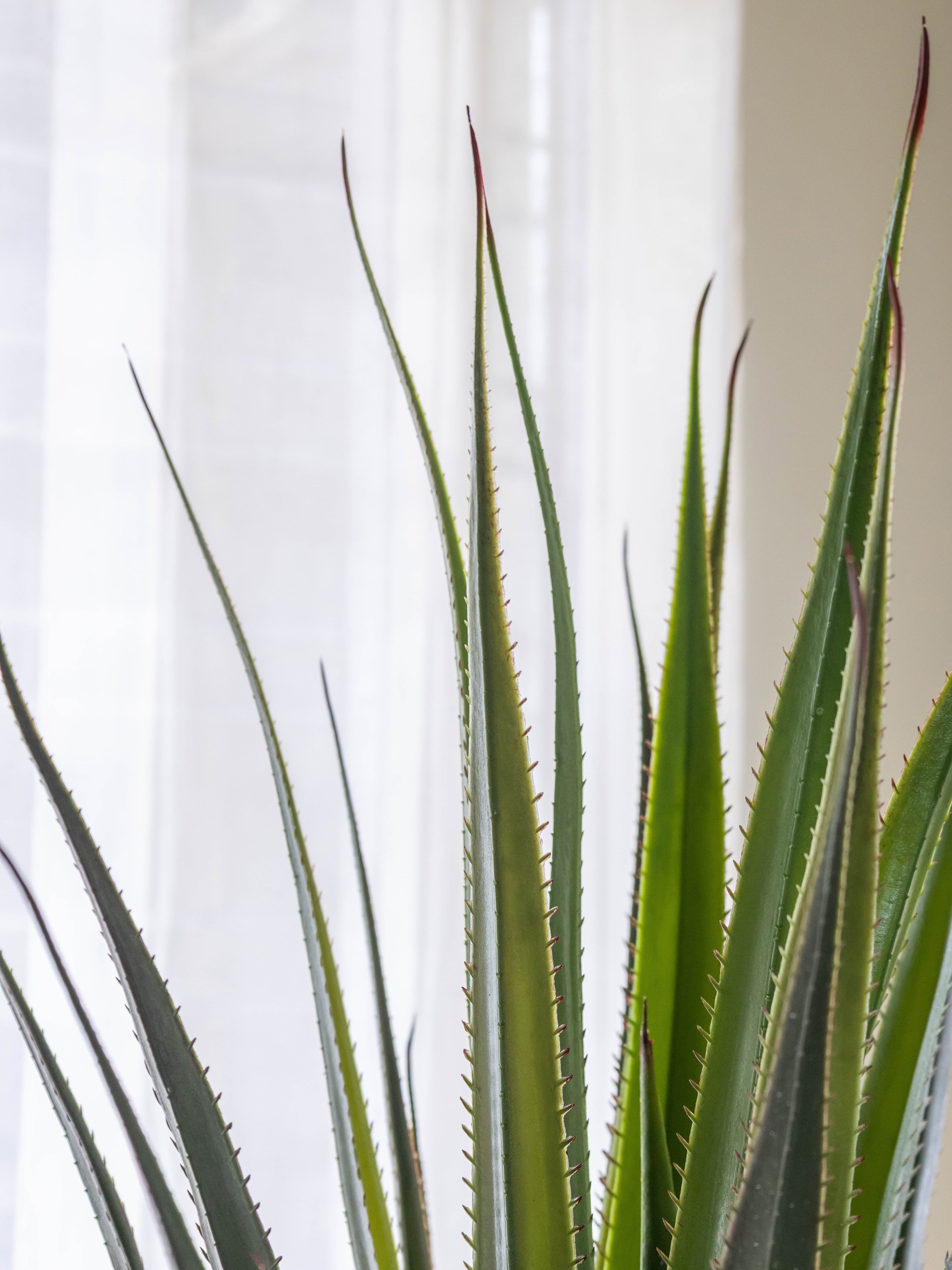 Artificial Sentinel Plant 4.3ft