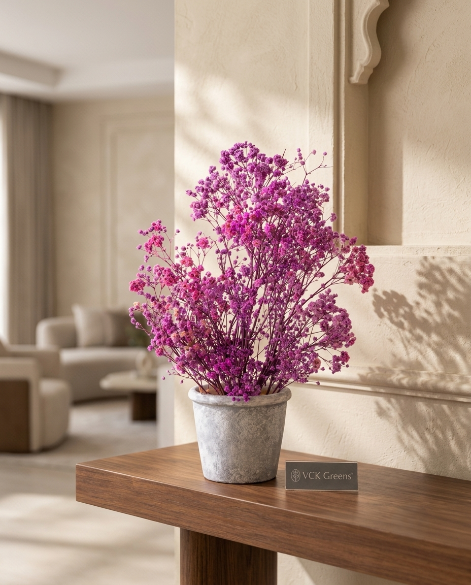Preserved Baby’s Breath Table Top 24cm