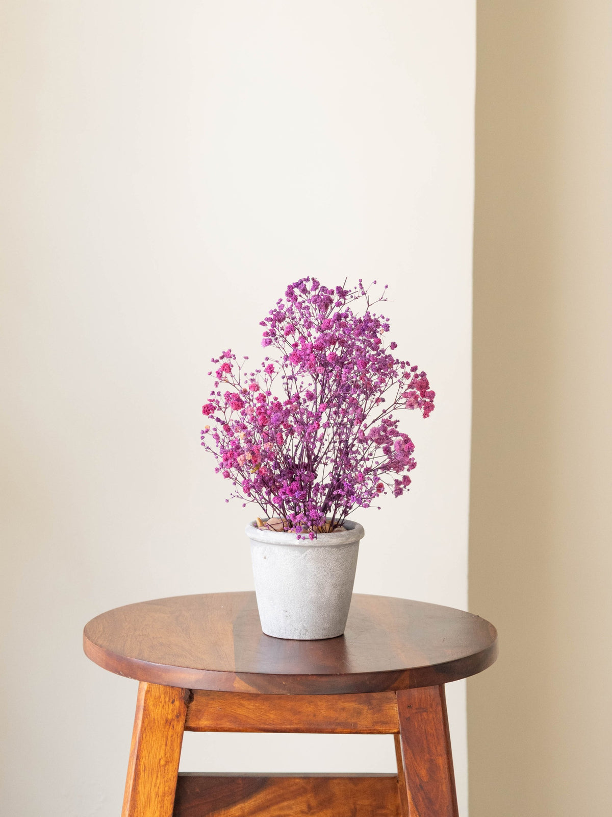 Preserved Baby’s Breath Table Top 24cm
