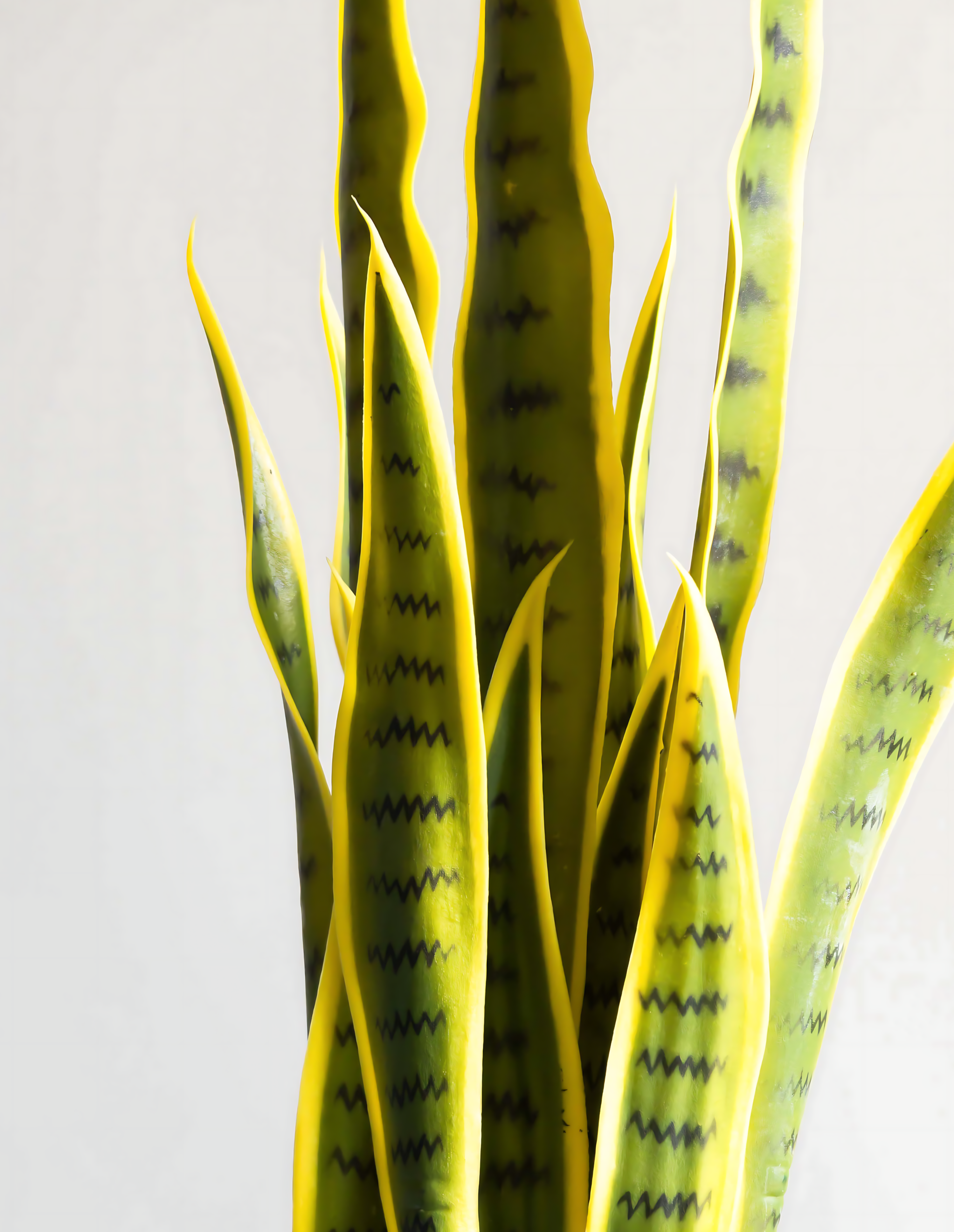 Artificial Snake Plant 2.9ft