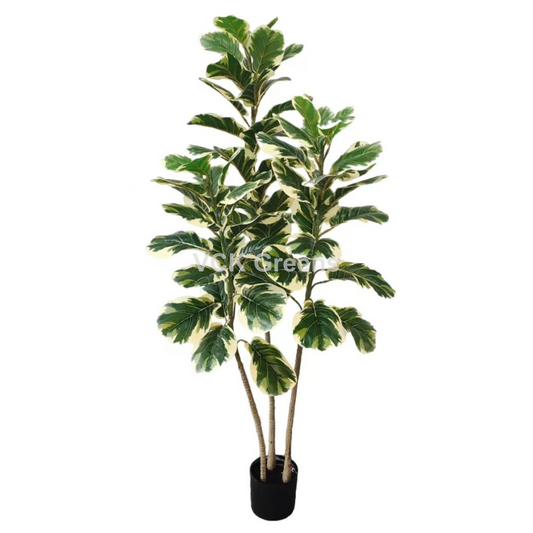 Artificial Variegated Rubber Plant 5ft With Pot