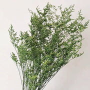 Preserved Dried Limonium Stick Bunch