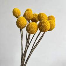 Dried Craspedia Bunch