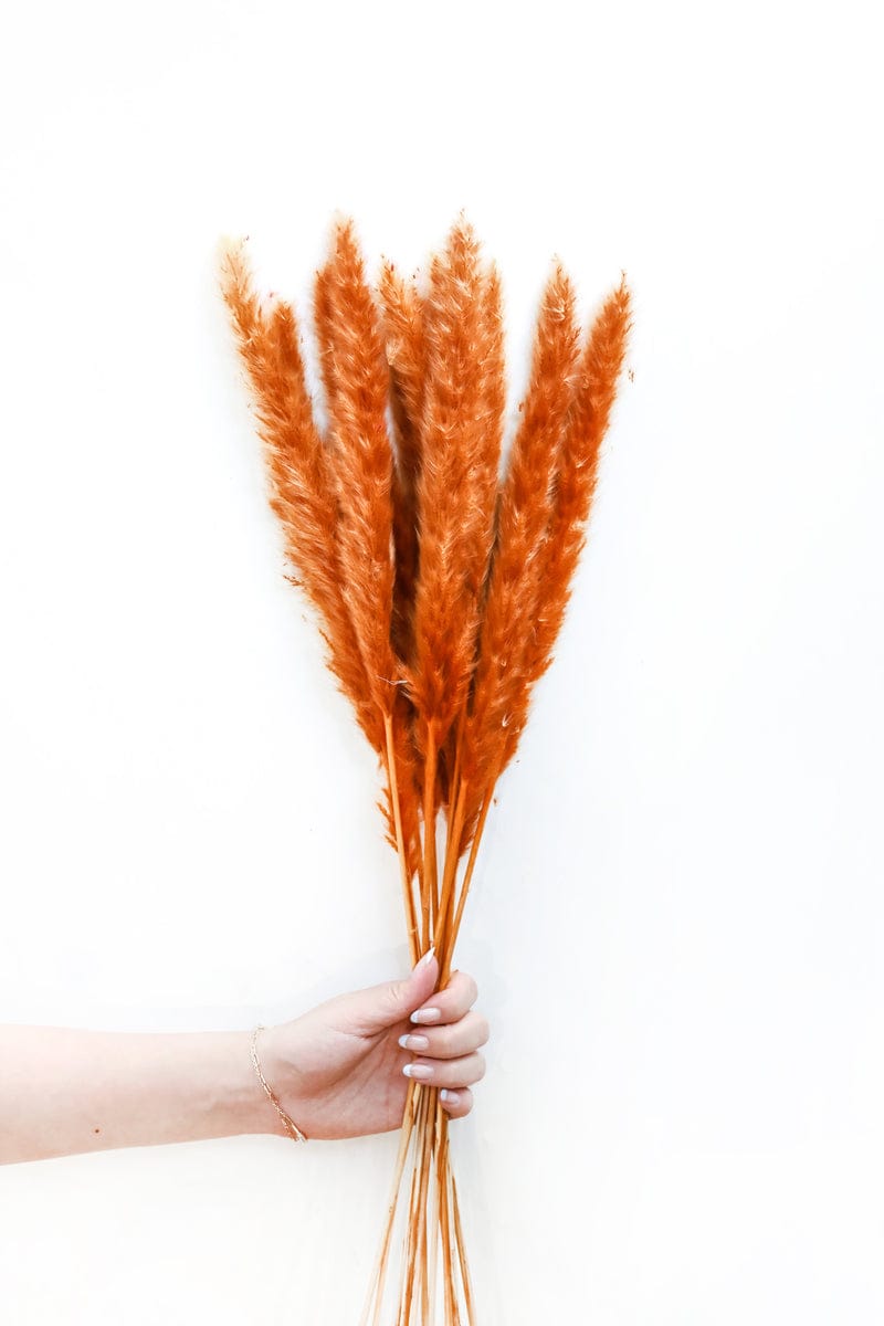 Dried Mini Pampas Grass (Pack of 10Stick)