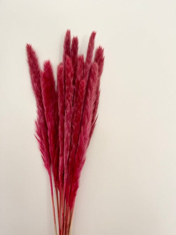Dried Mini Pampas Grass (Pack of 10Stick)