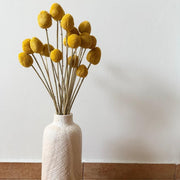 Dried Craspedia Bunch