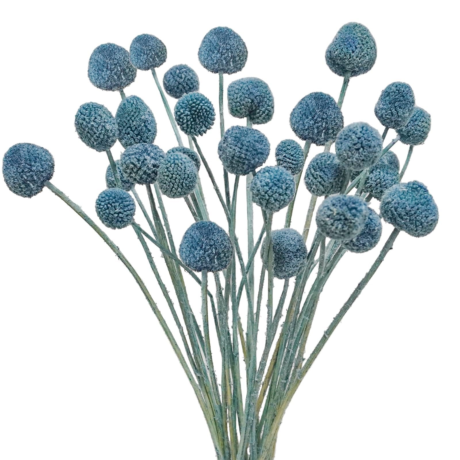 Dried Craspedia Bunch