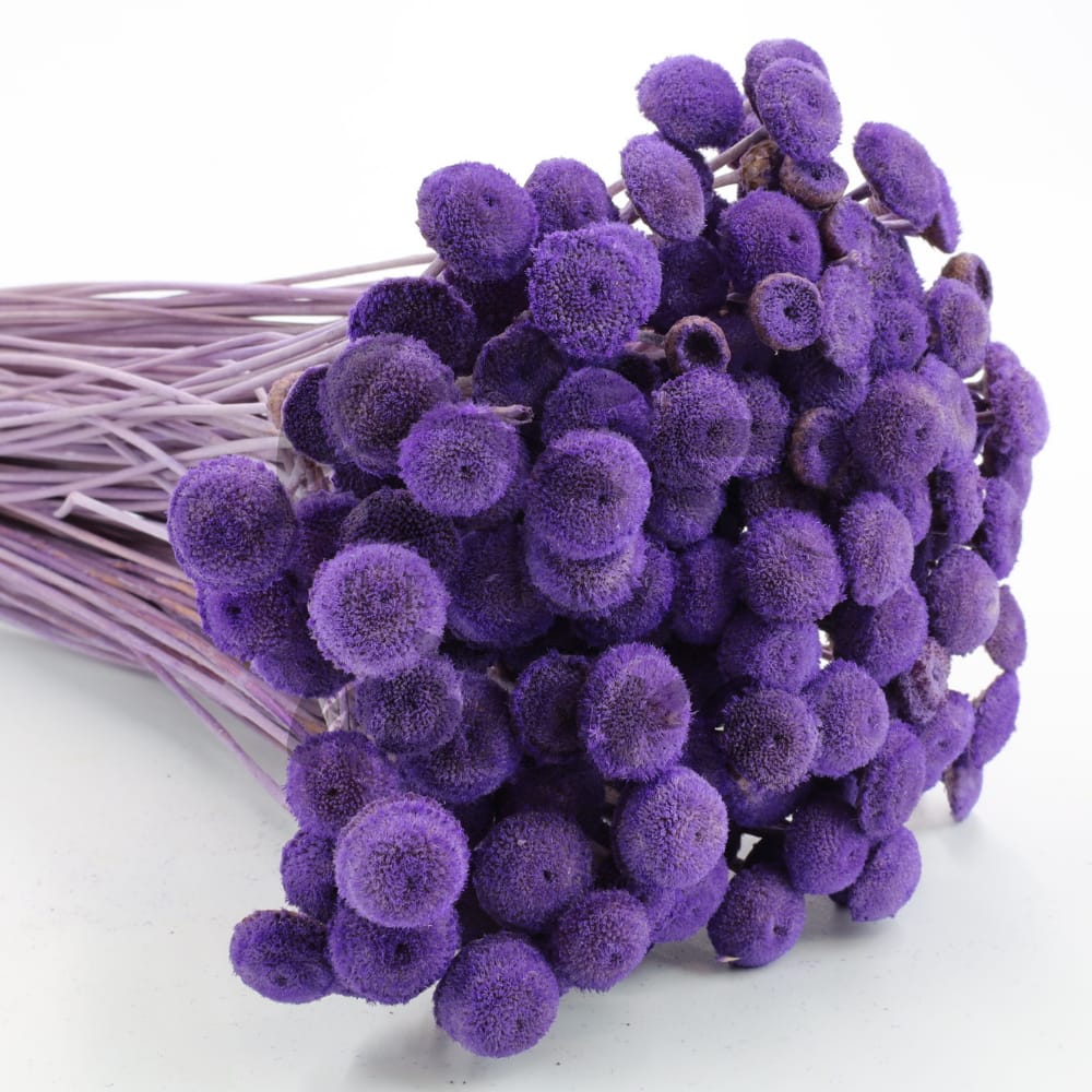 Preserved Dried Buttercup Bunch