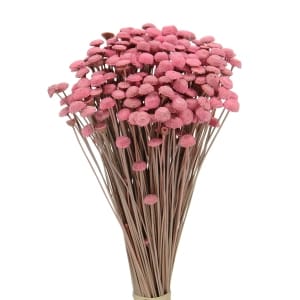 Preserved Dried Buttercup Bunch