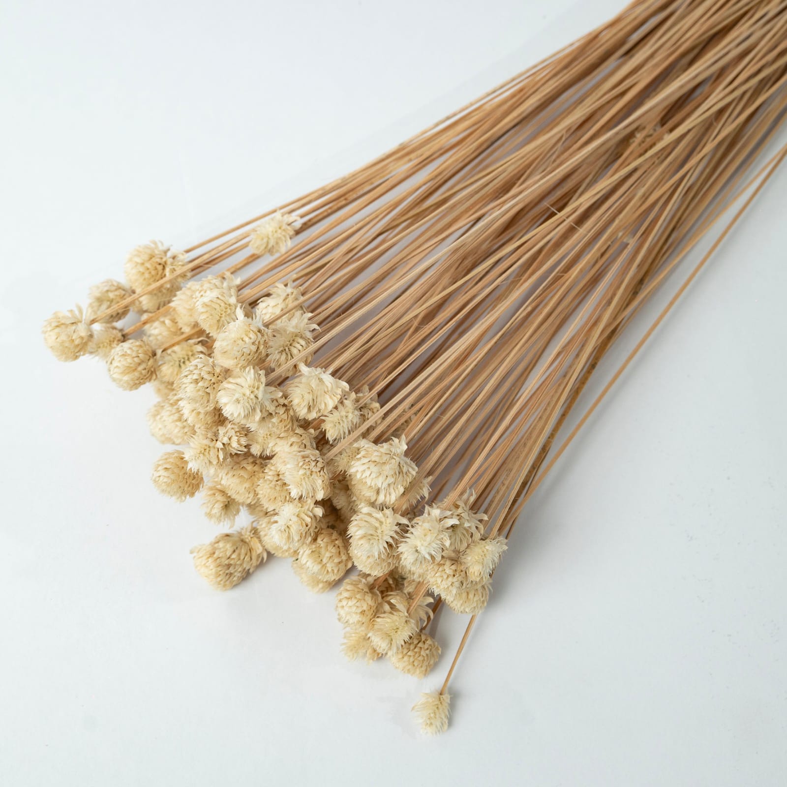 Preserved Dried Gompherna Flower Bunch