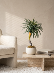 Artificial Real Touch Yucca Plant 2.3ft