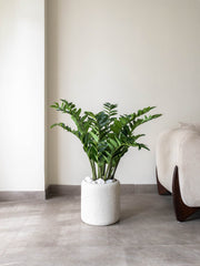 Artificial ZZ Plant 3ft