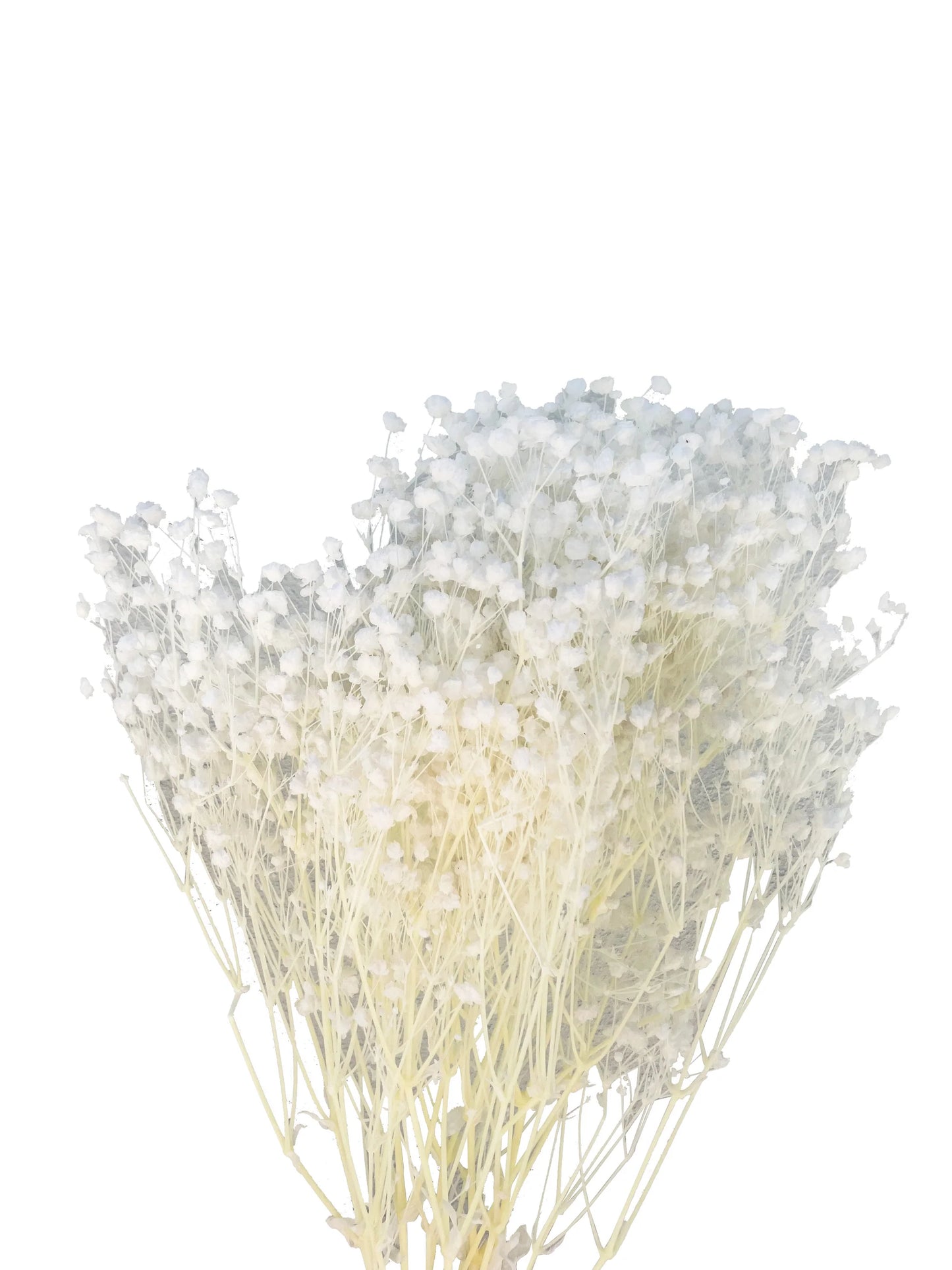 Preserved Dried Baby’s Breath Bunch