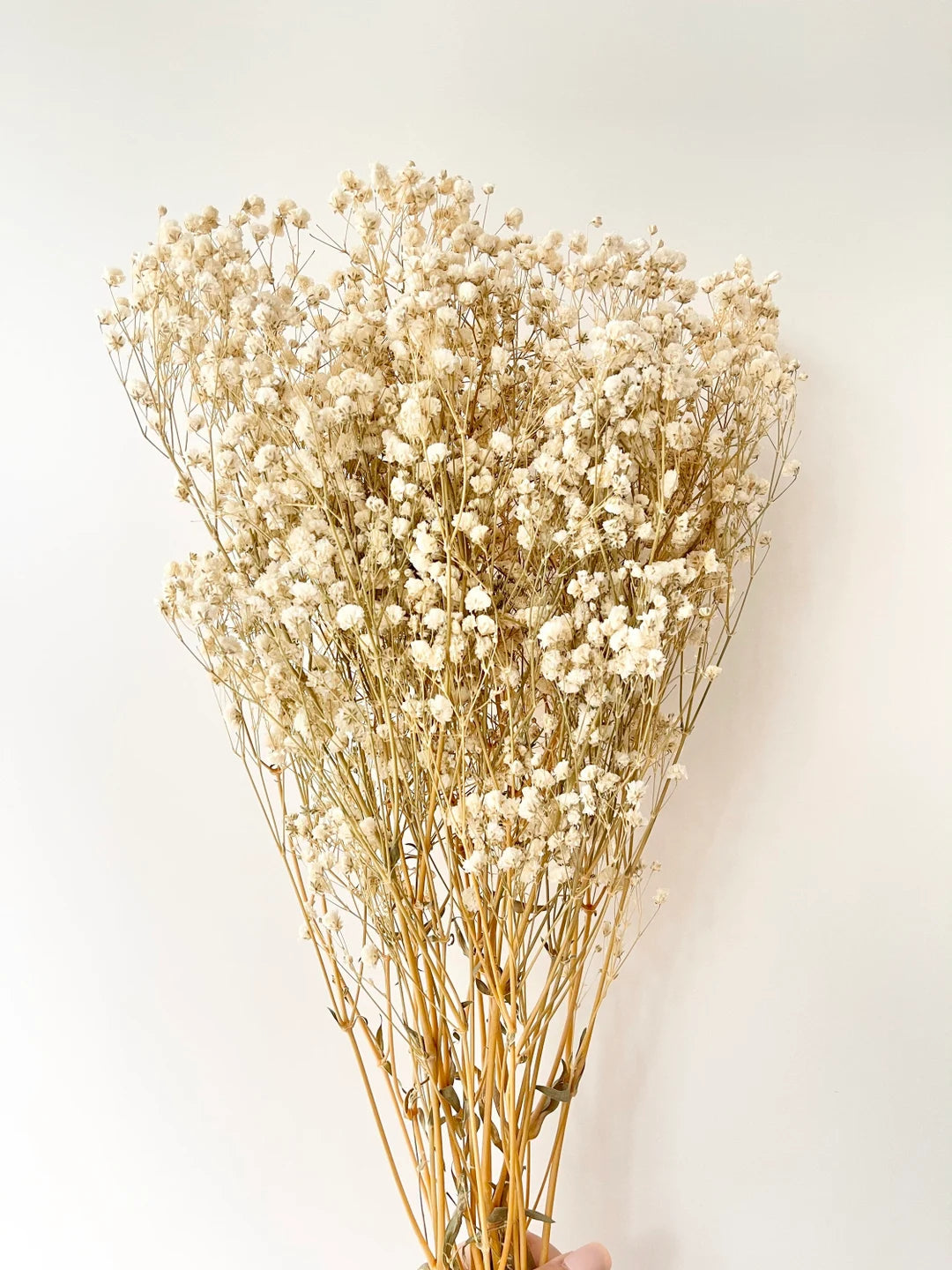 Preserved Dried Baby’s Breath Bunch