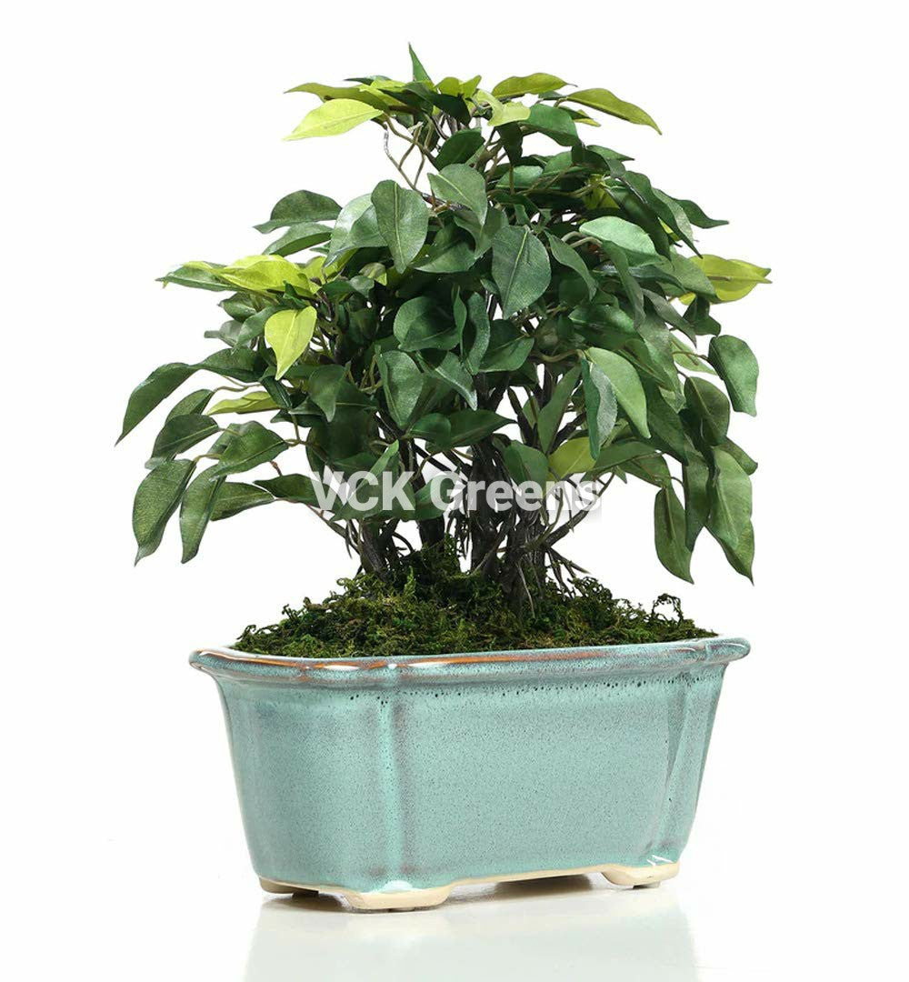 Artificial 278 Leaves Ficus Bonsai 1.1 Feet