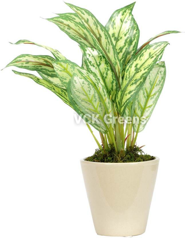 Artificial Dieffenbachia Bonsai 8 Inch