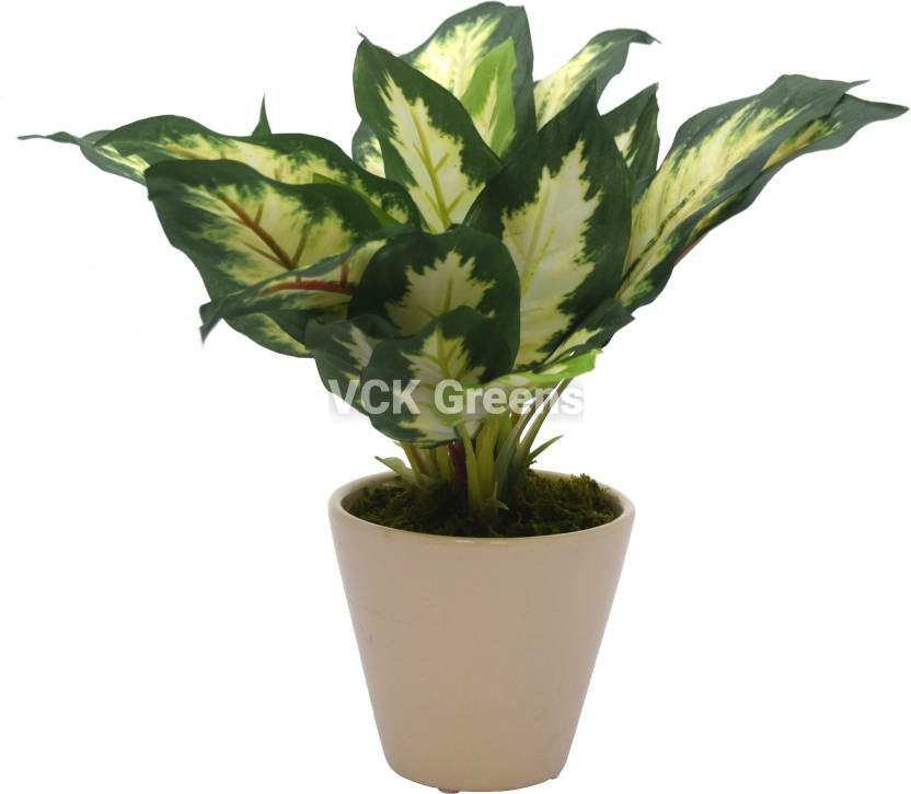 Artificial Dieffenbachia Bonsai 8 Inch