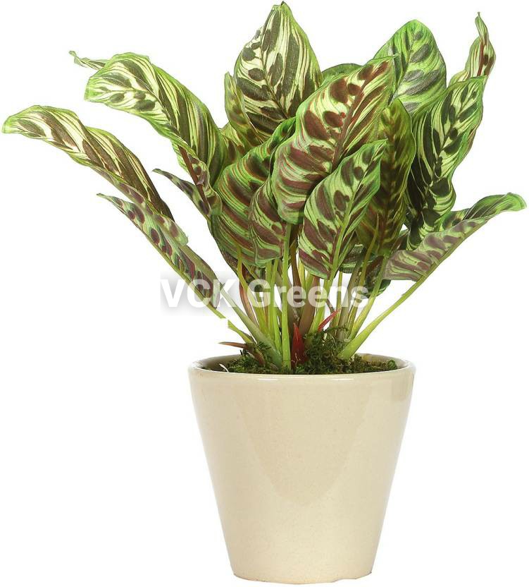 Artificial Dieffenbachia Bonsai 8 Inch