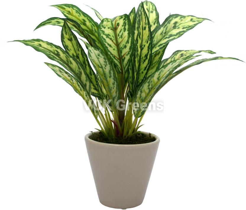 Artificial Dieffenbachia Bonsai 8 Inch