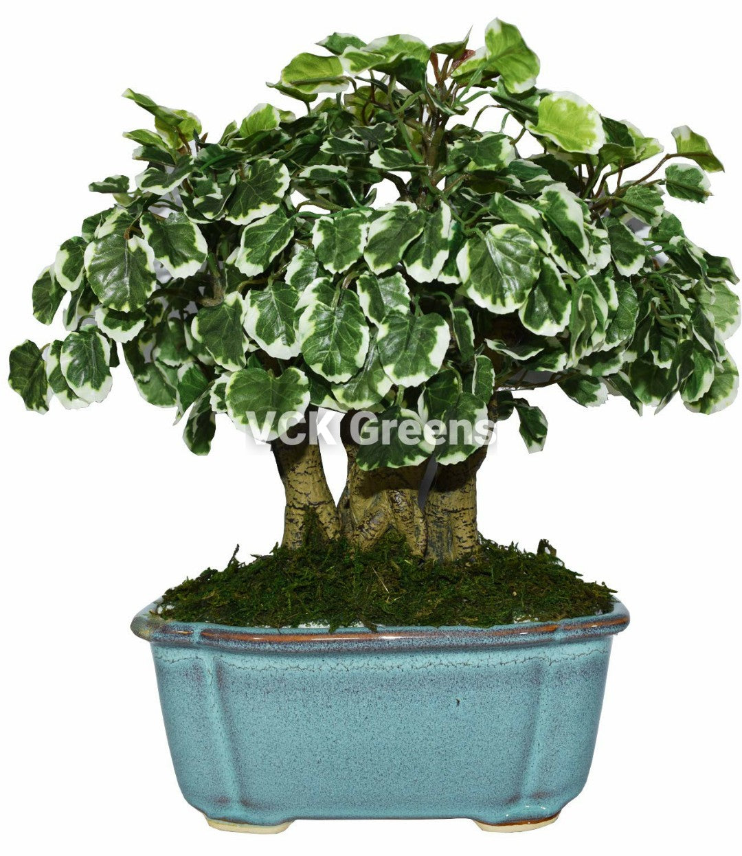 Artificial Polyscia Leaves Bonsai 1.1 Feet