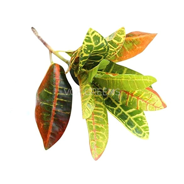 Artificial Croton Plant Bunches (Set of 3, 35cm)