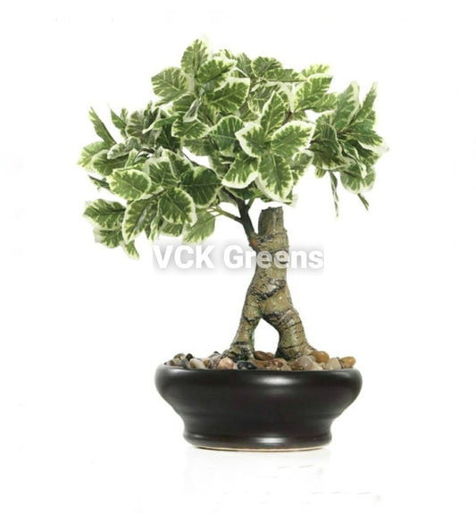 Artificial Green Leaves Bonsai with Ceramic Vase (1 Feet)