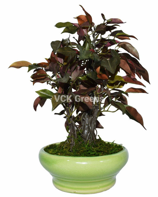 Artificial Ficus Leaves Bonsai 1 Feet