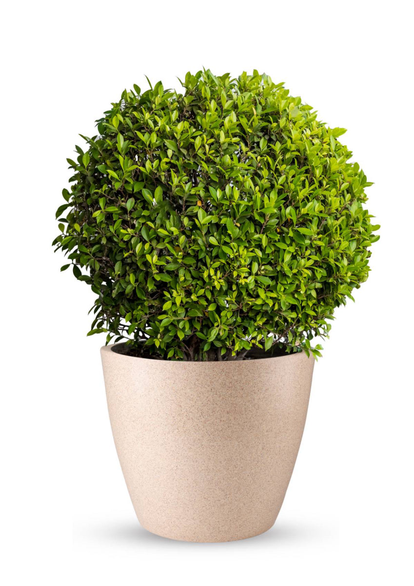 Jaguar Cool Pot 19 Inch