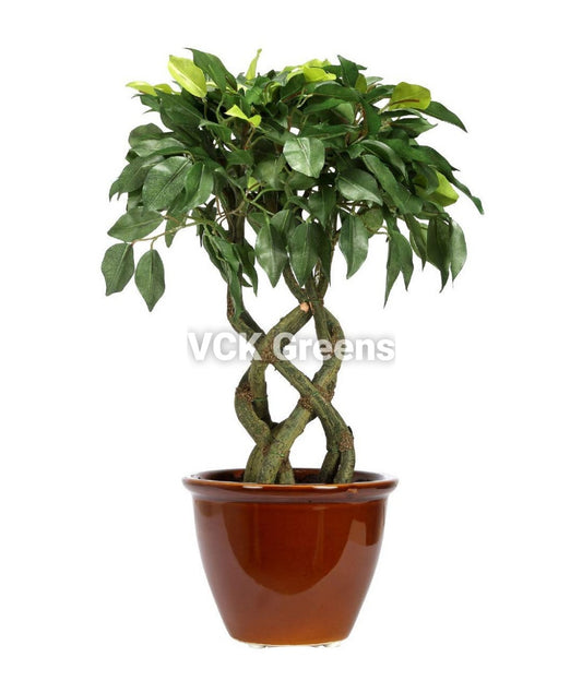 Artificial Ficus Leaves Bonsai with Vase (1.4 Feet Height)