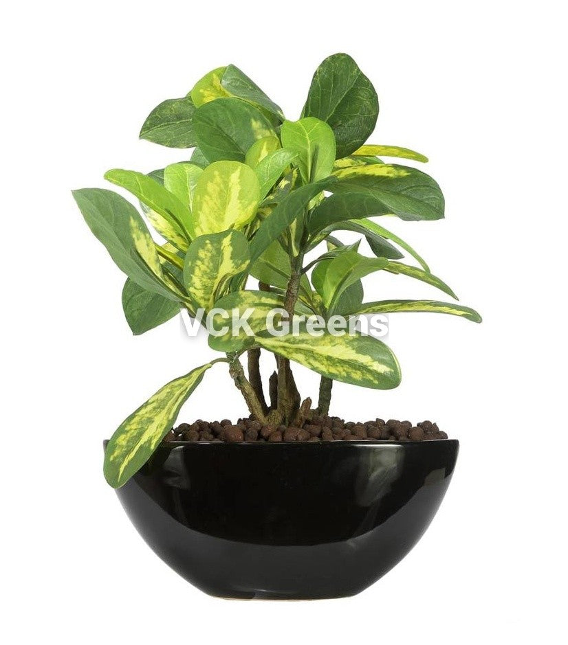 Artificial Bonsai Plants with Ceramic Vase (1 Feet)